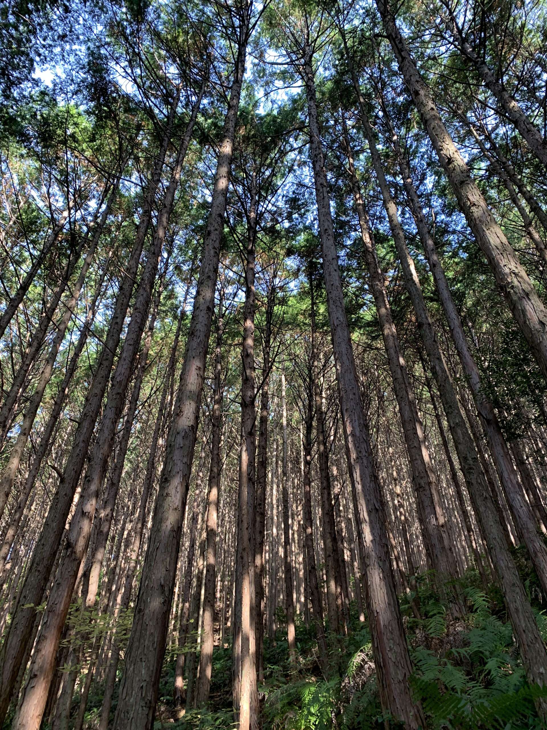 白浜温泉から辿ることができる紀伊半島の奥深き森を訪ね歩く参詣道