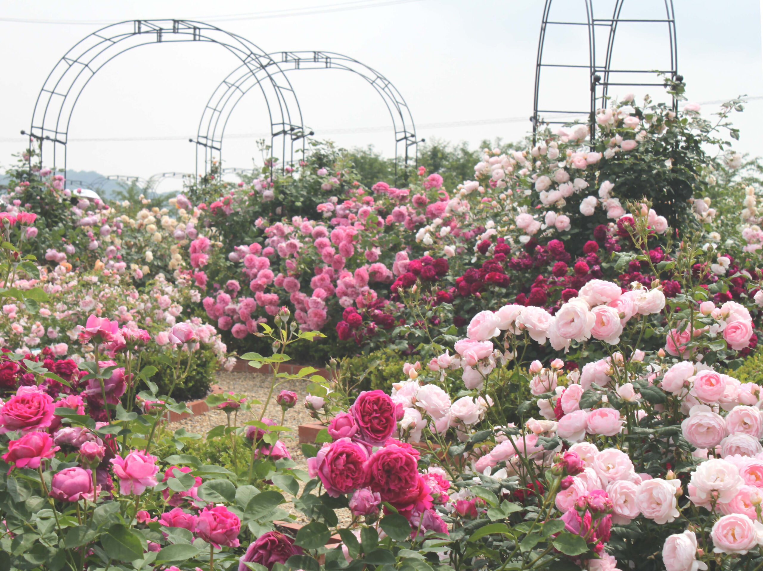 デビッド・オースチン・イングリッシュローズガーデン