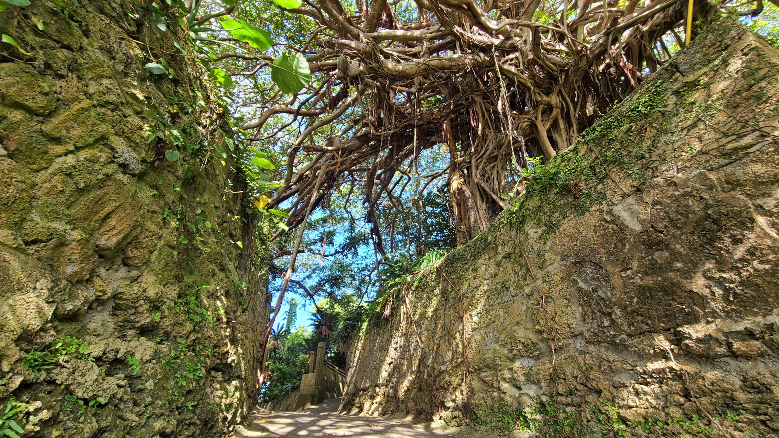 樹齢300年のガジュマル