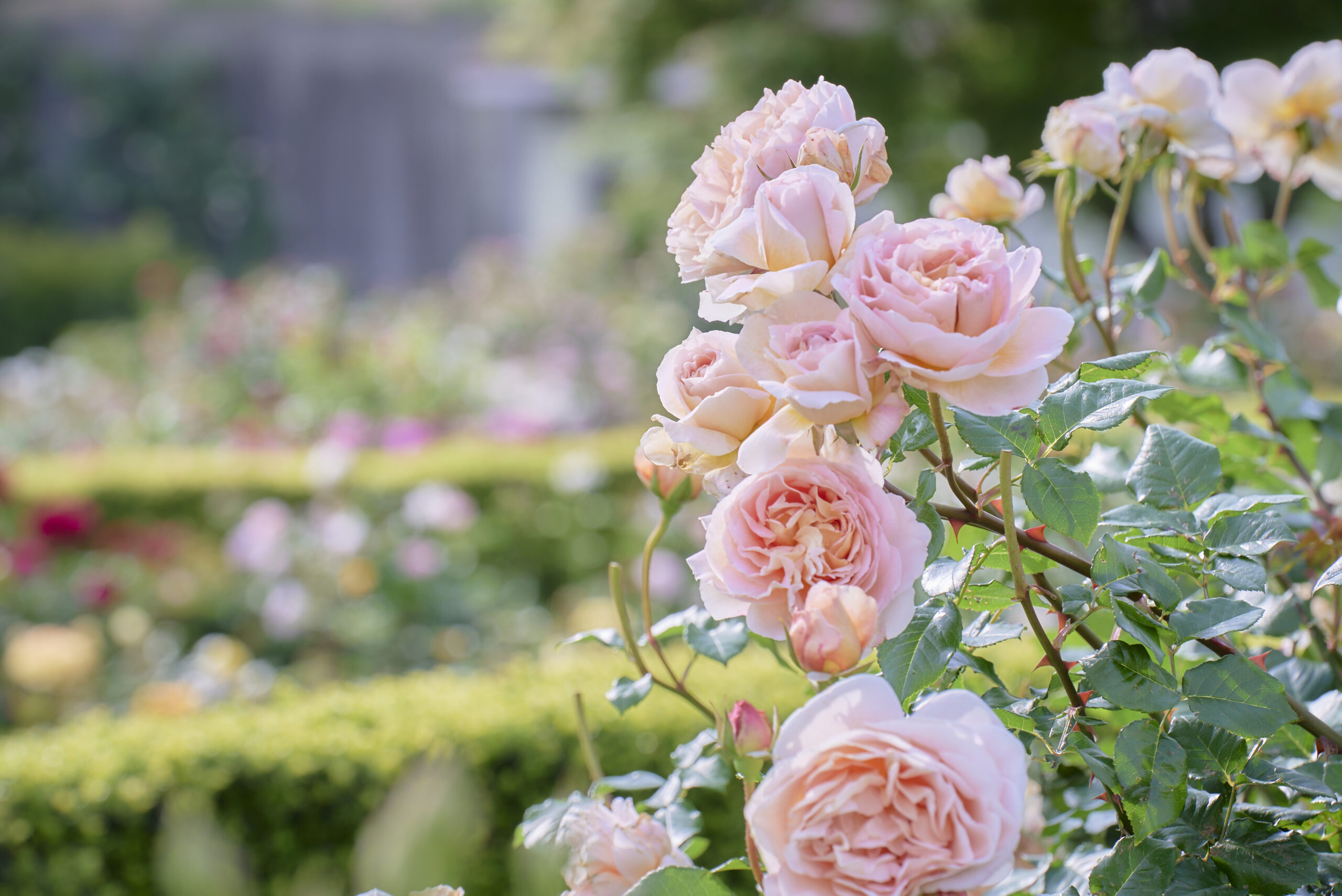 デビッド・オースチン・イングリッシュローズガーデン
