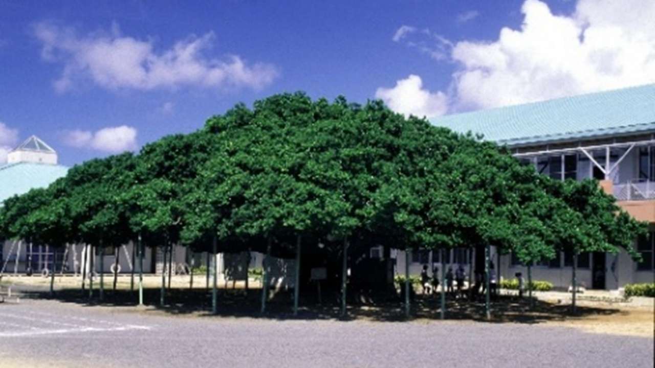 日本一のガジュマル